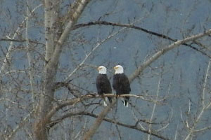 two bald eagles in a leafless tree