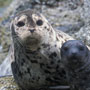 harbor seal hauled out with her pup