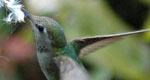 anna's hummingbird