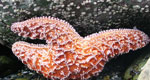 an orange ochre star at low tide