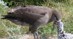 black footed albatross