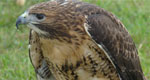 a red tailed hawk