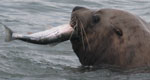 steller sea lion eating a salmon