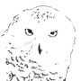 snowy owl