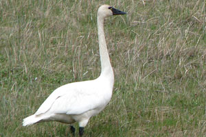 a tundra swan