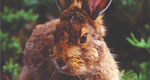 brown s nowshoe hare