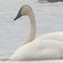 trumpeter swan