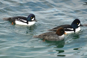 3 barrow's goldeneye ducks